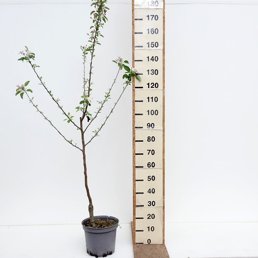 Apple Tree Calville Blanche - Malus domestica 7.5L/10L pot, Goblet sample as delivered in spring