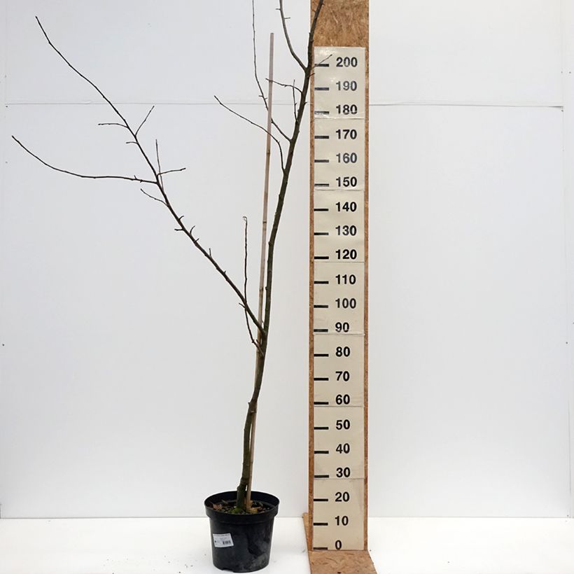 Apple Tree Cesarz Wilhelm, Kaiser Wilhelm, Reinette rouge - Malus domestica 7.5L/10L pot, Scion sample as delivered in autumn