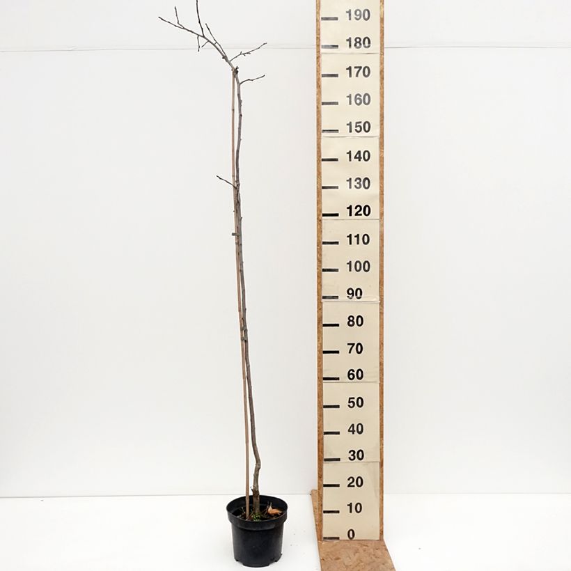 Apple Tree Charłamowskie - Malus domestica 4L/5L pot, Scion sample as delivered in autumn