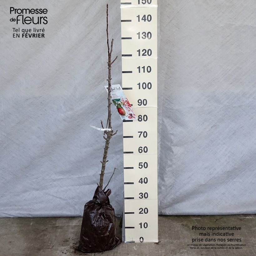 Columnar Apple Tree Chenonceau - Georges Delbard Ready-to-plant root ball, Columnar sample as delivered in winter