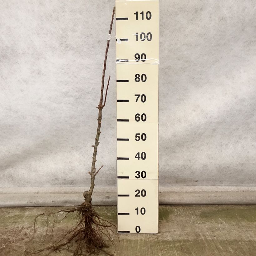 Columnar Apple Tree Cheverny- Georges Delbard Bare root, Columnar sample as delivered in autumn