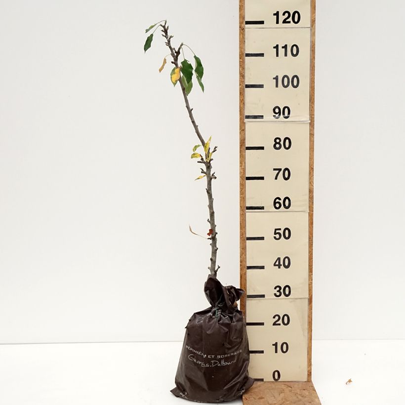 Columnar Apple Tree Amboise - Georges Delbard - Malus domestica Ready-to-plant root ball, Columnar sample as delivered in autumn