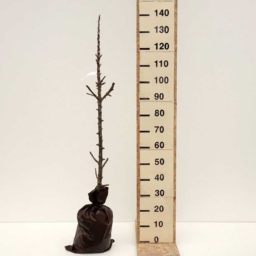 Columnar Apple Tree Azay-Le-Rideau - Malus domestica Ready-to-plant root ball, Columnar sample as delivered in winter