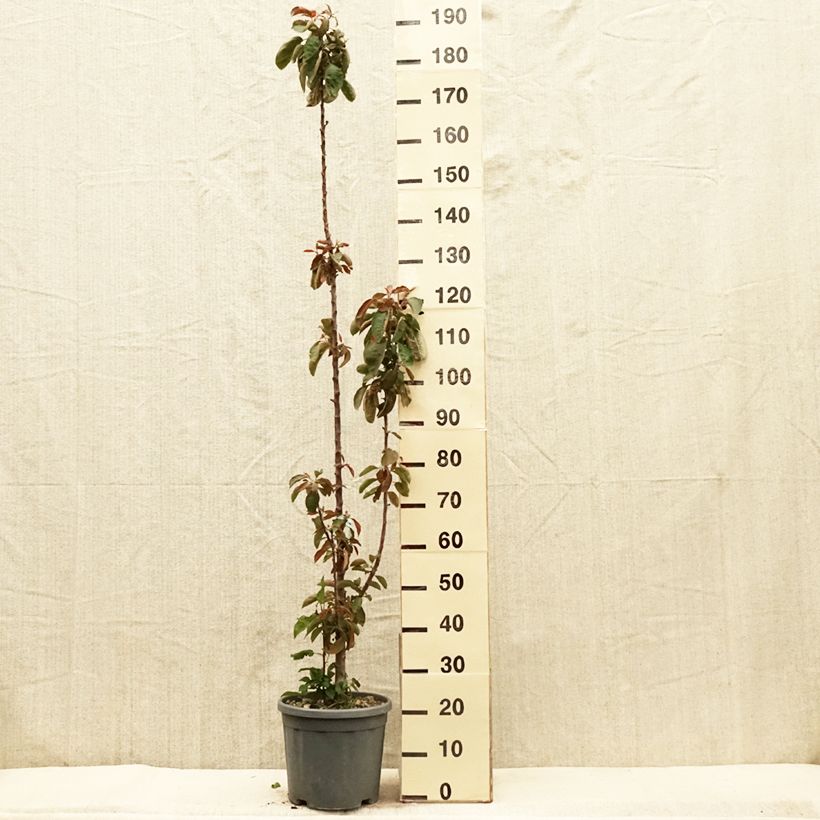 Columnar Apple Tree Ballerina Maypole - Malus domestica 7.5L/10L pot, Columnar sample as delivered in spring