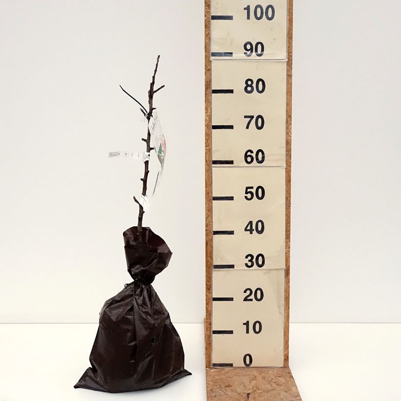 Columnar Apple Tree Chenonceau - Georges Delbard Ready-to-plant root ball, Columnar sample as delivered in autumn