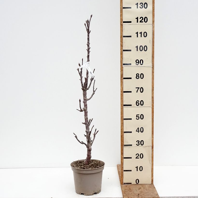 Columnar Apple Tree Cheverny- Georges Delbard 7.5L/10L pot sample as delivered in winter