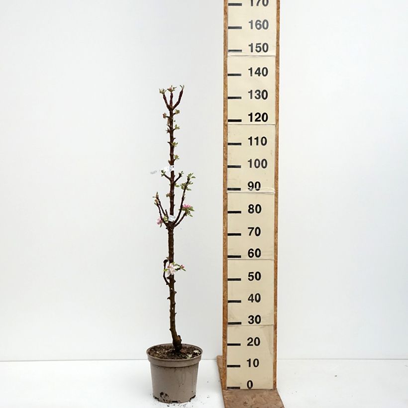 Columnar Apple Tree Cheverny- Georges Delbard 7.5L/10L pot sample as delivered in spring