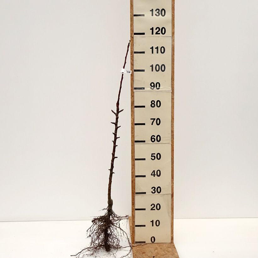 Columnar Apple Tree Cheverny- Georges Delbard Bare root, Columnar sample as delivered in winter