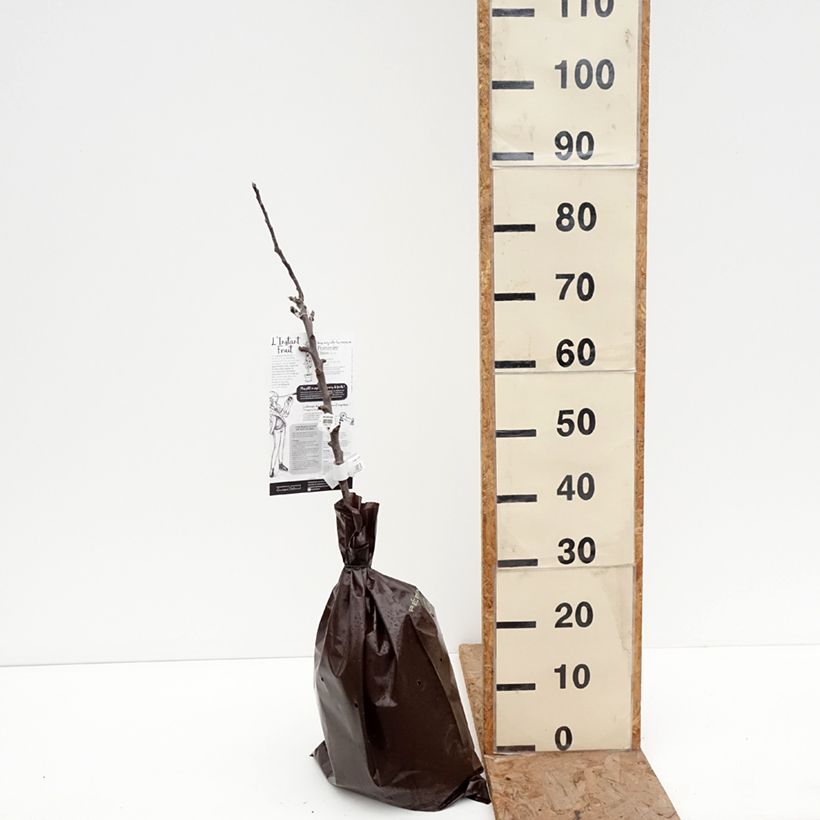 Columnar Apple Tree Chinon - Georges Delbard Ready-to-plant root ball, Columnar sample as delivered in winter