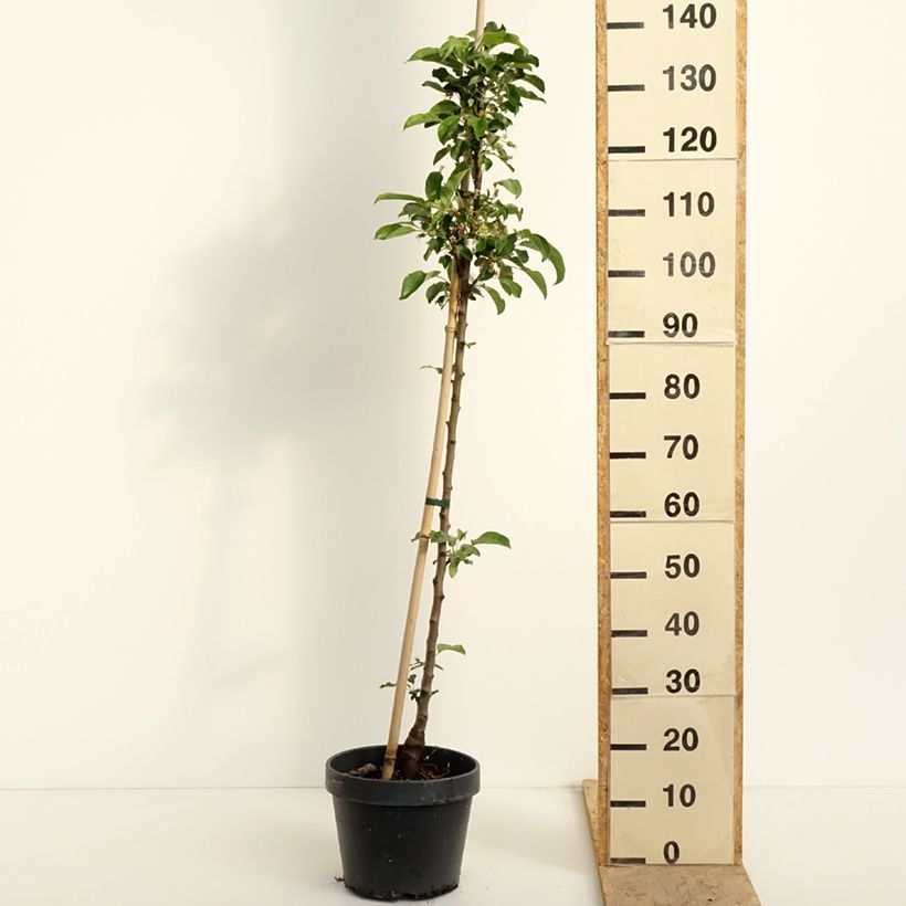 Columnar Apple Tree Chinon - Georges Delbard 7.5L/10L pot sample as delivered in spring