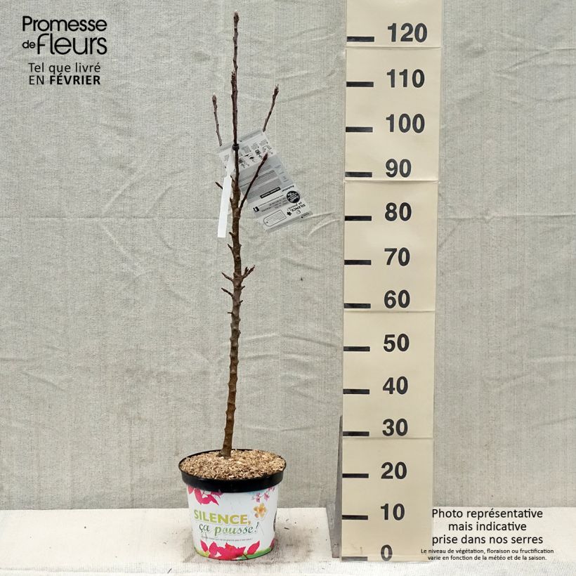 Columnar Apple Tree Rhapsodie - Malus domestica 6L/7L pot, Columnar sample as delivered in winter