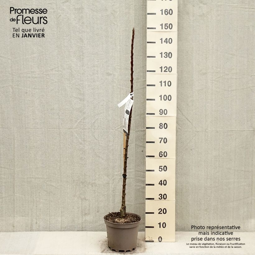 Columnar Apple Tree Villandry - Georges Delbard 7.5L/10L pot, Columnar sample as delivered in winter