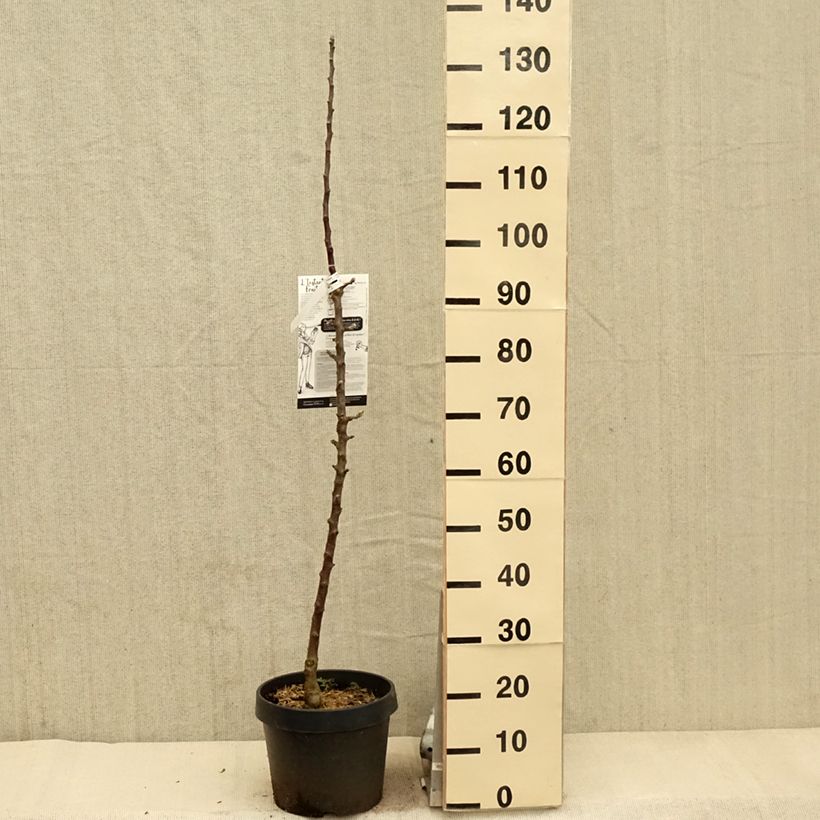 Columnar Apple Tree Villandry - Georges Delbard 7.5L/10L pot, Columnar sample as delivered in spring