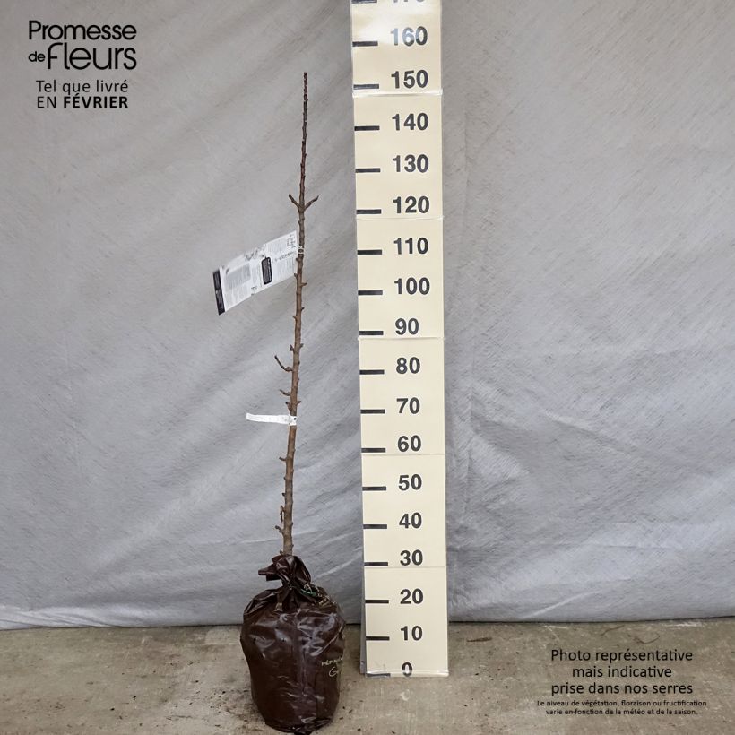 Columnar Apple Tree Courson - Malus domestica Ready-to-plant root ball, Columnar sample as delivered in winter