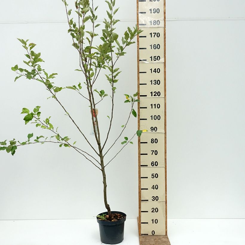 Apple Tree Cox's Orange Pippin - Malus domestica 7.5L/10L pot, Goblet sample as delivered in summer