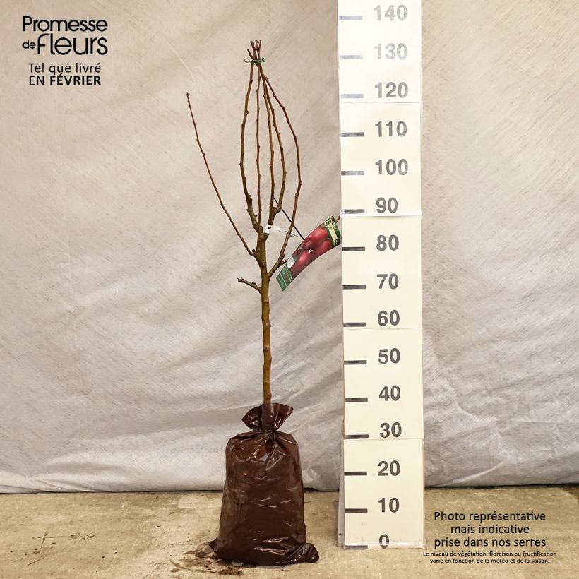 Apple Tree Cybele - Malus domestica Ready-to-plant root ball, Goblet sample as delivered in winter