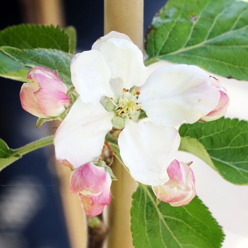 Apple Tree Cynamonówka Prążkowana - Malus domestica (Flowering)