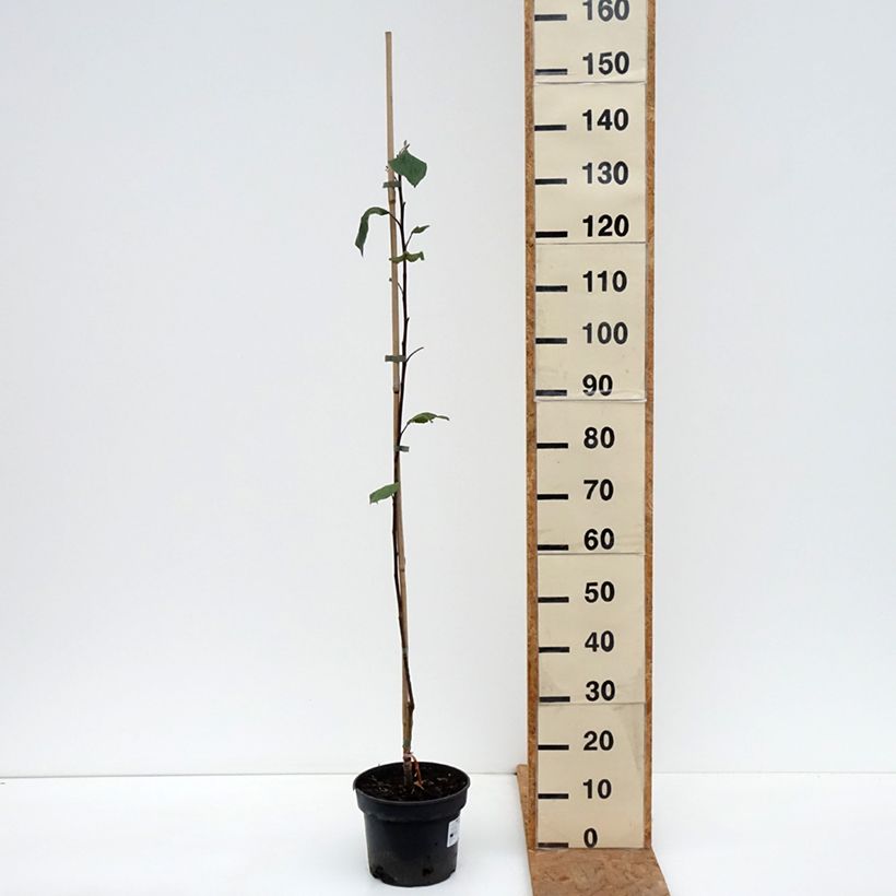 Apple Tree Cynamonówka Prążkowana - Malus domestica 4L/5L pot, Scion sample as delivered in autumn