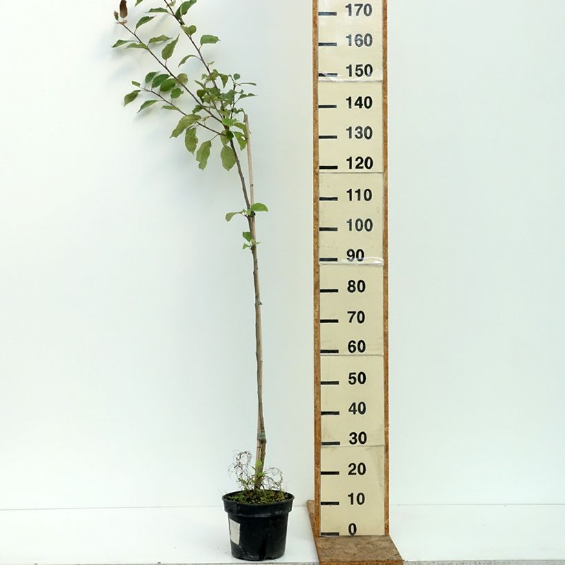 Apple Tree Cynamonówka Prążkowana - Malus domestica 4L/5L pot, Scion sample as delivered in summer