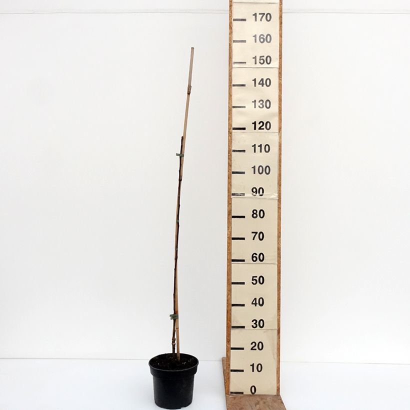 Apple Tree Cynamonówka Prążkowana - Malus domestica 4L/5L pot, Scion sample as delivered in winter