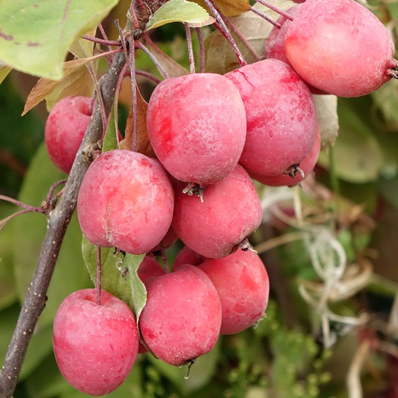 Malus purpurea Eleyi - Purple Crabapple (Harvest)