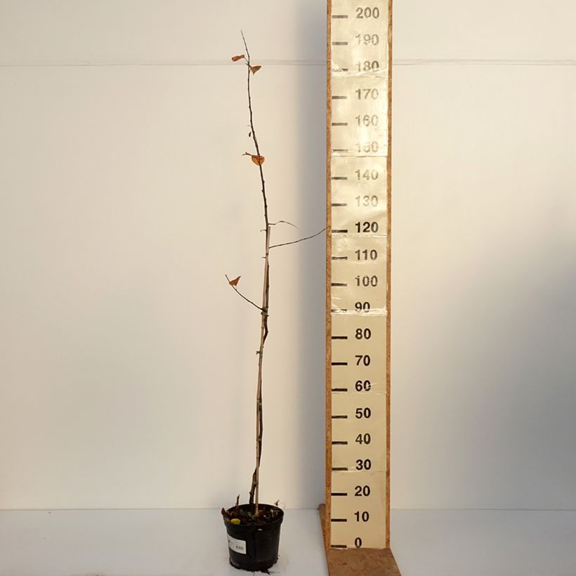 Malus purpurea Eleyi - Purple Crabapple 4L/5L pot sample as delivered in autumn