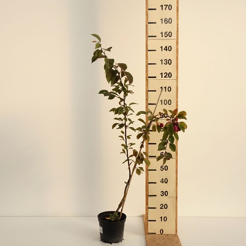 Malus purpurea Eleyi - Purple Crabapple 4L/5L pot sample as delivered in summer