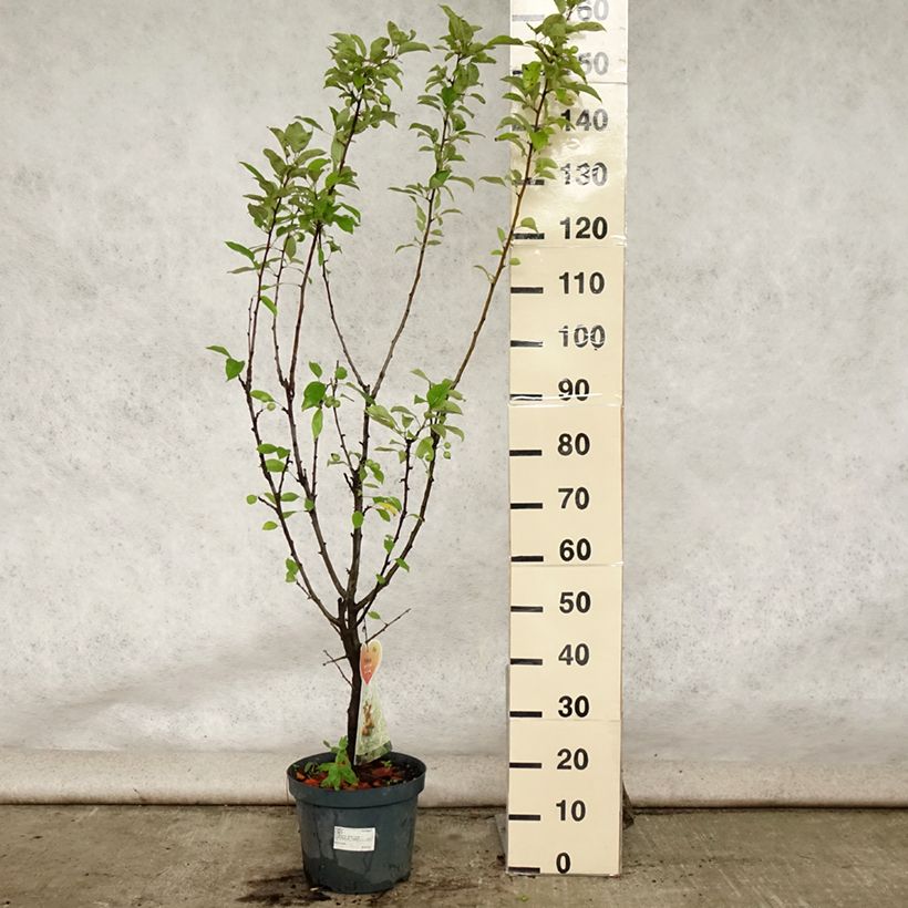 Malus zumi Golden Hornet - Crab Apple 6L/7L pot sample as delivered in summer