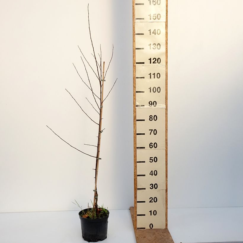 Malus astringens Hopa - Crabapple 4L/5L pot sample as delivered in autumn