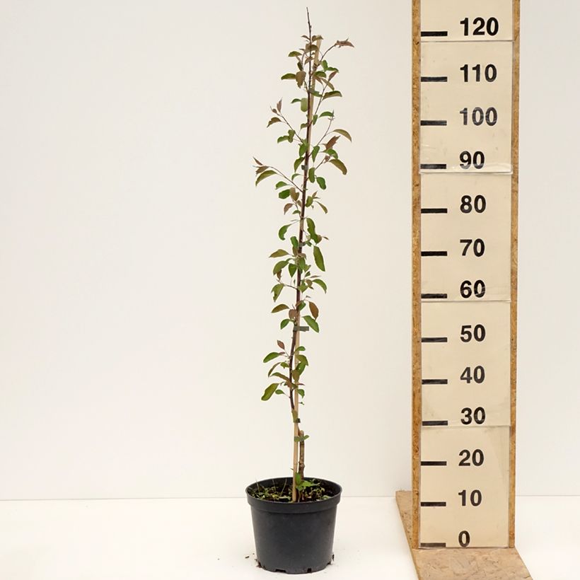 Malus astringens Hopa - Crabapple 4L/5L pot sample as delivered in spring