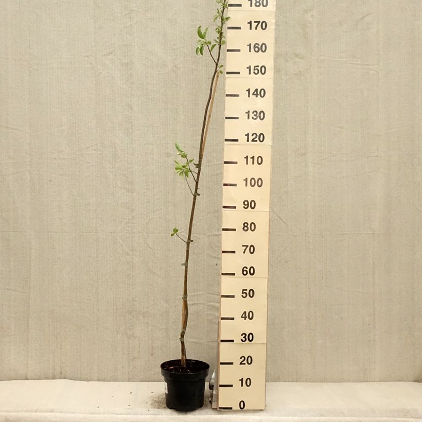 Malus John Downie - Crab Apple 4L/5L pot sample as delivered in spring