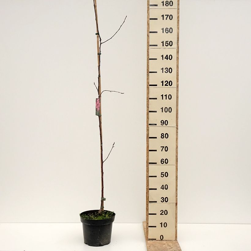 Malus x purpurea Ola - Purple Crabapple 7.5L/10L pot sample as delivered in winter