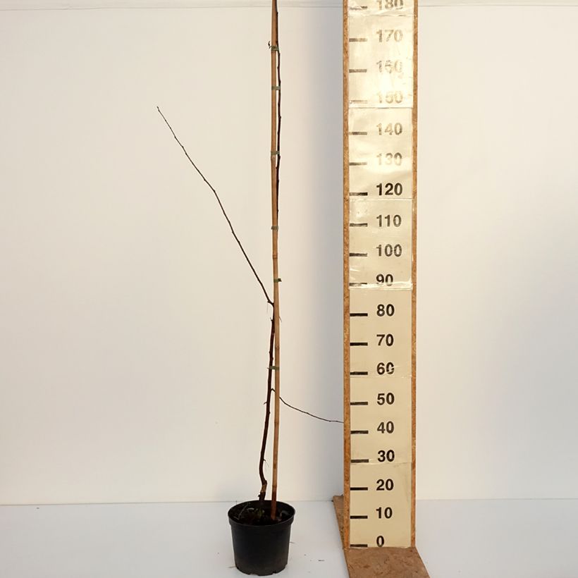 Malus x purpurea Paul Hauber - Purple Crabapple 4L/5L pot sample as delivered in autumn