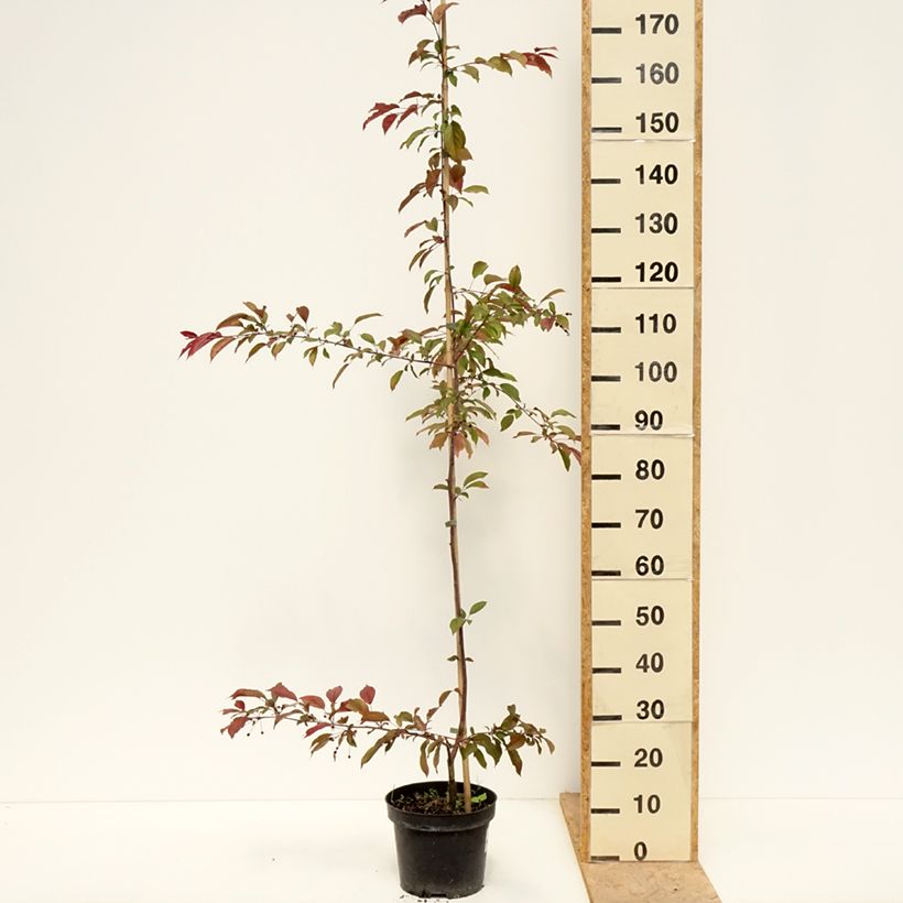 Malus x purpurea Paul Hauber - Purple Crabapple 4L/5L pot sample as delivered in spring