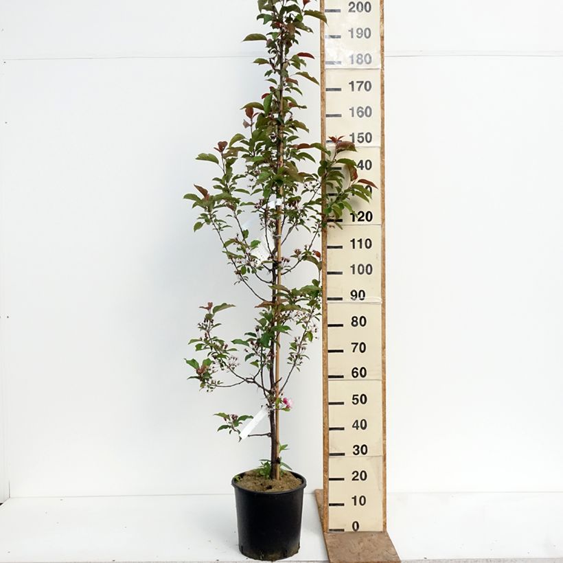 Malus Red Obelisk - Crab Apple 7.5L/10L pot sample as delivered in spring