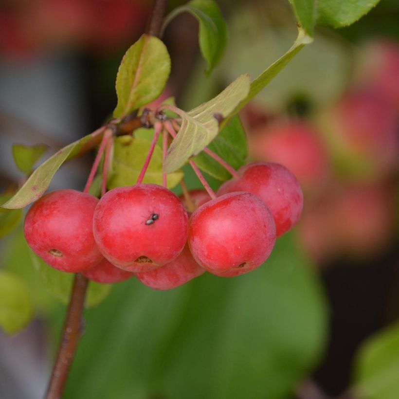 Example of Pommier d'ornement - Malus Red Sentinel  Pot de 6L/7L specimen as delivered
