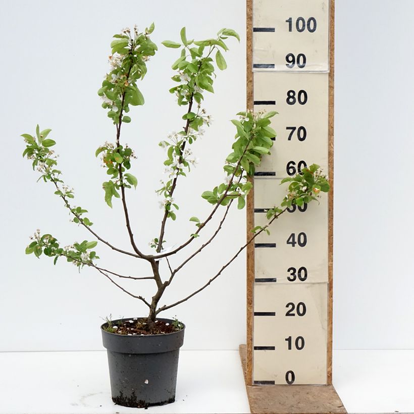 Malus Red Sentinel - Crab Apple 6L/7L pot sample as delivered in spring