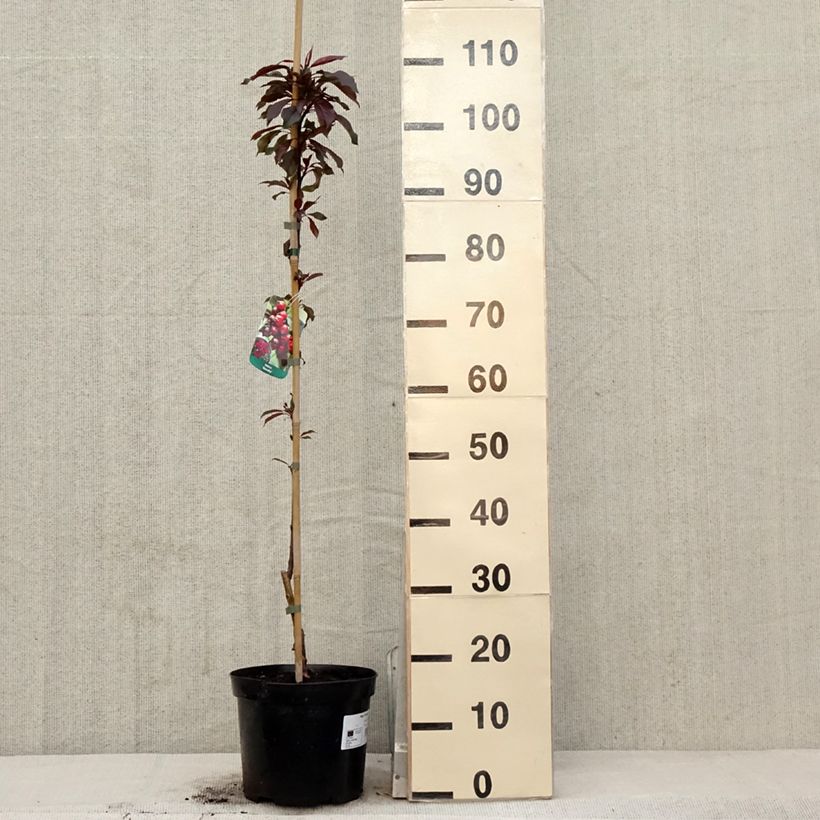 Malus Royalty - Crab Apple 4L/5L pot sample as delivered in spring