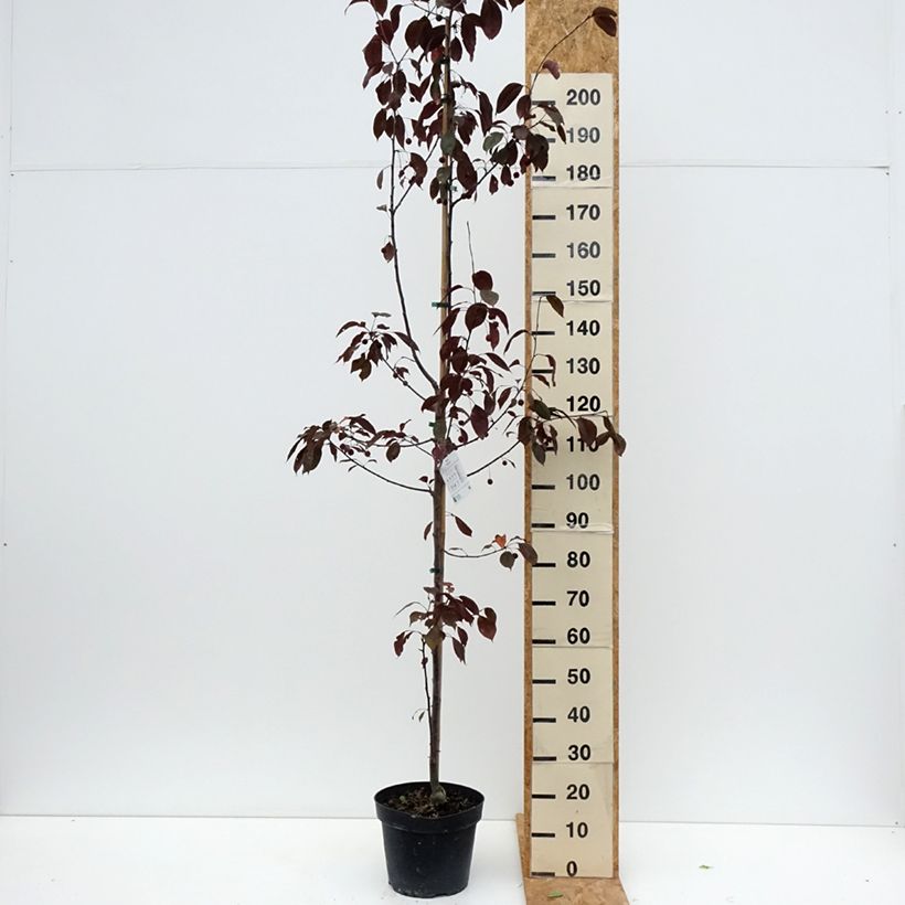 Malus Royalty - Crab Apple 7.5L/10L pot sample as delivered in summer