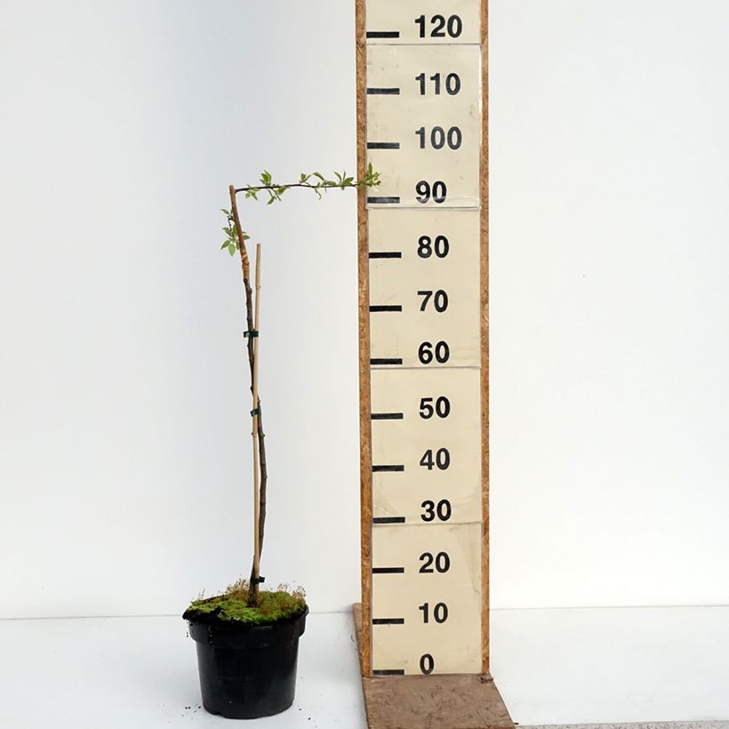 Malus sachalinensis Pendula - Crabapple 4L/5L pot, Standard sample as delivered in spring