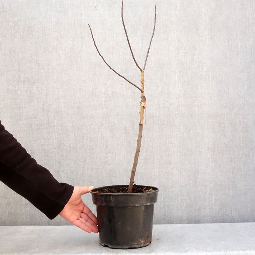 Malus POM'ZAI - Crabapple 4L/5L pot sample as delivered in winter