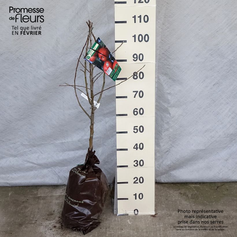 Apple Tree Celeste - Georges Delbard Ready-to-plant root ball, Goblet sample as delivered in winter