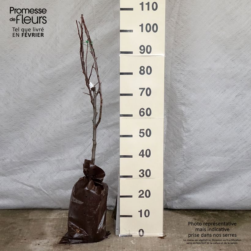 Apple Tree Delbarestivale - Malus domestica Ready-to-plant root ball, Goblet sample as delivered in winter