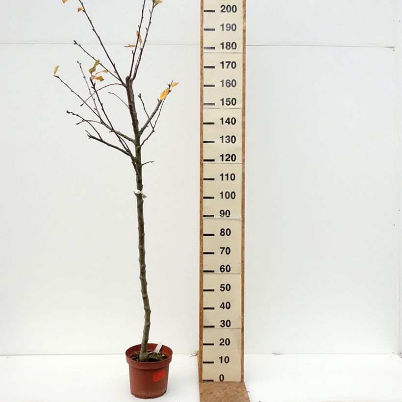 Apple Tree Double Belle Fleur - Malus domestica 7.5L/10L pot, Half standard sample as delivered in autumn