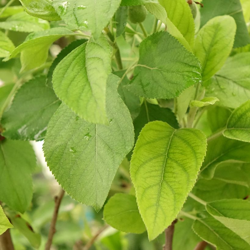 Two-in-one apple tree Malus domestica Gala and Golden Delicious (Foliage)