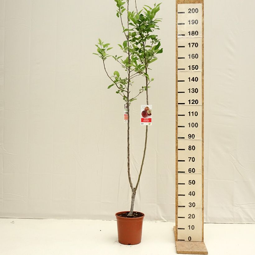 Two-in-one apple tree Malus domestica Gala and Golden Delicious 7.5L/10L pot sample as delivered in spring