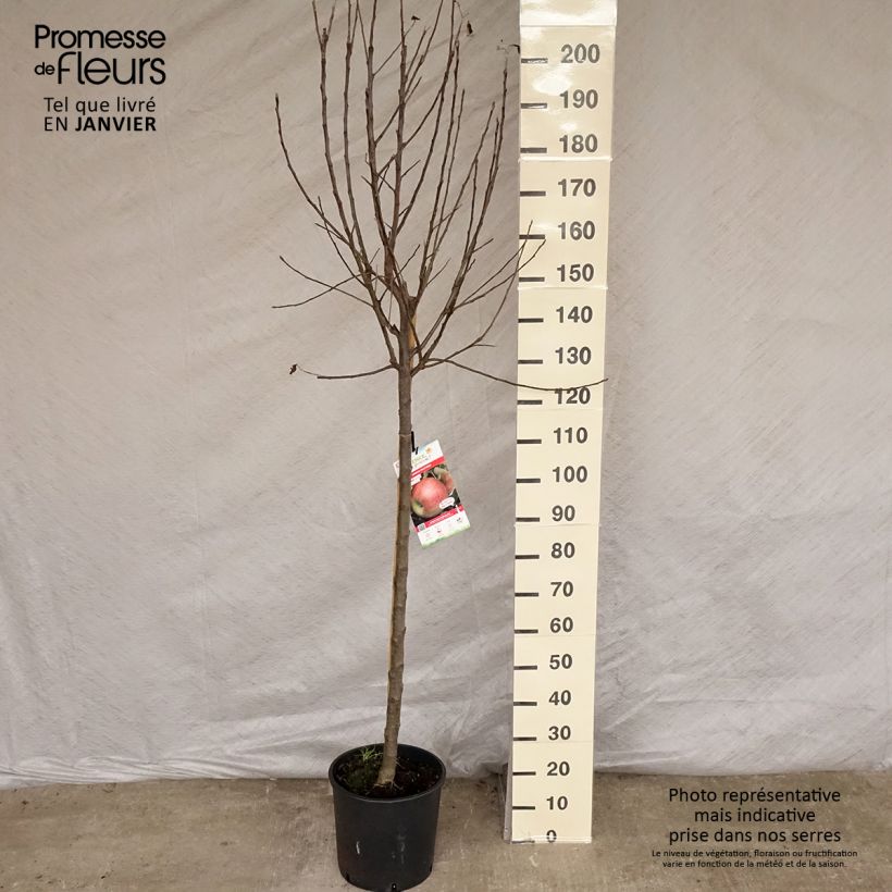 Apple Tree Elstar - Malus domestica 7.5L/10L pot, Half standard sample as delivered in winter