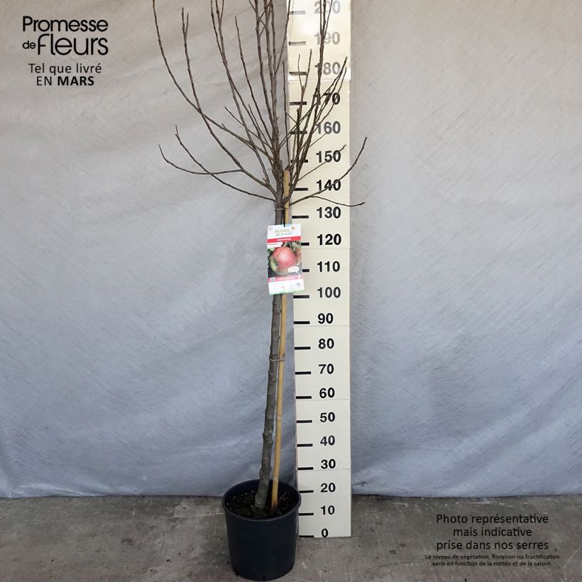 Apple Tree Elstar - Malus domestica 7.5L/10L pot, Half standard sample as delivered in spring