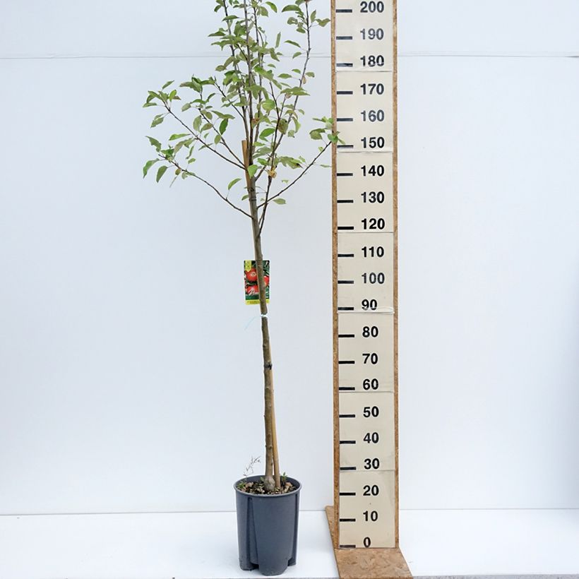 Apple Tree Elstar - Malus domestica 7.5L/10L pot, Half standard sample as delivered in summer