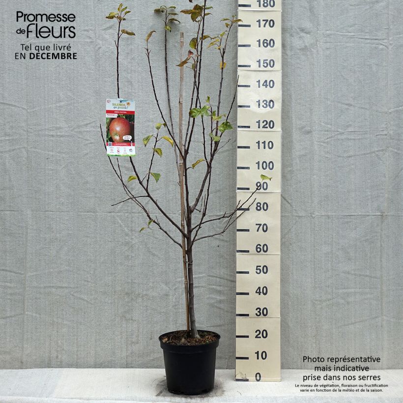 Apple Tree Fuji - Malus domestica 7.5L/10L pot, Goblet sample as delivered in winter